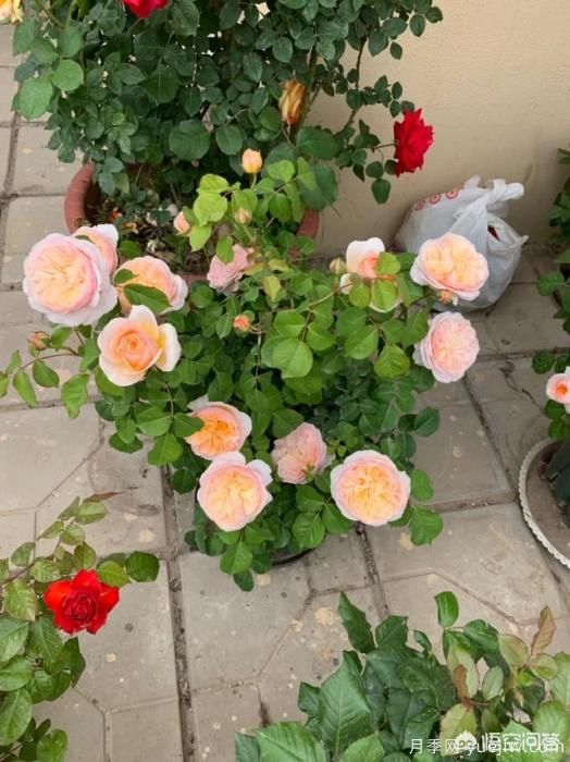 有哪些花友必備的月季花品種可以推薦下？(圖5)