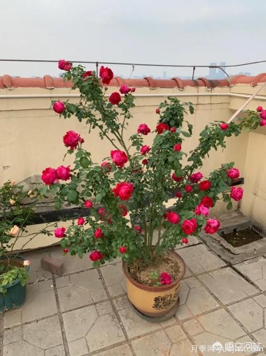 有哪些花友必備的月季花品種可以推薦下？(圖9)