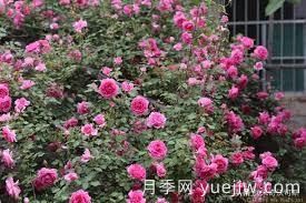 適合做拱門(mén)的大型藤本月季，有哪些品種可以推薦？(圖5)