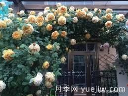適合做拱門(mén)的大型藤本月季，有哪些品種可以推薦？(圖6)