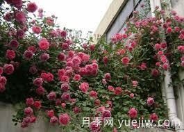 適合做拱門(mén)的大型藤本月季，有哪些品種可以推薦？(圖2)
