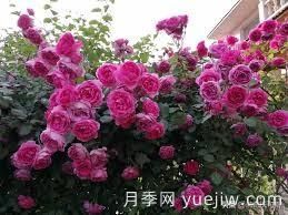 適合做拱門(mén)的大型藤本月季，有哪些品種可以推薦？(圖1)