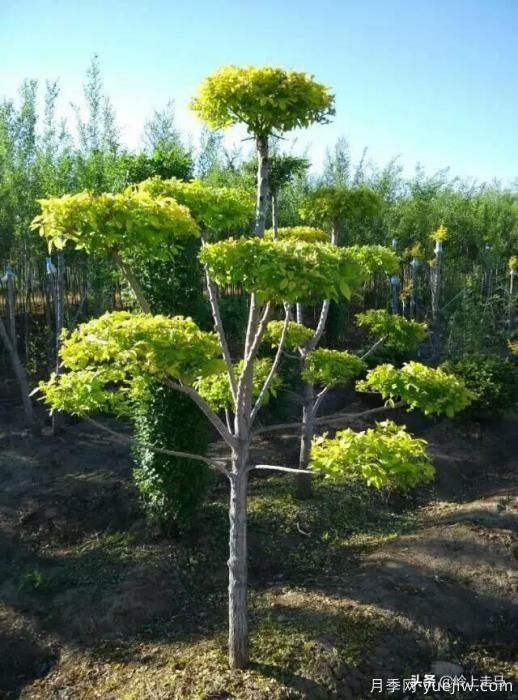 春季繁殖花卉苗木有哪幾種方法，如何來(lái)做你知道嗎？(圖10)