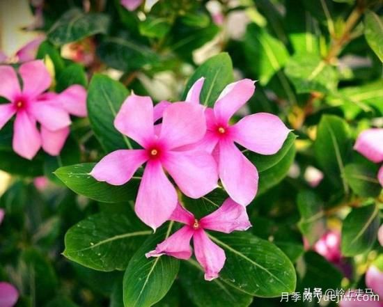 春季繁殖花卉苗木有哪幾種方法，如何來(lái)做你知道嗎？(圖11)