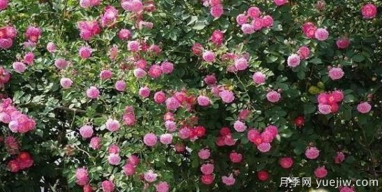 月季大藤本和小藤本都有哪些品種？栽種方式有沒(méi)有區別？(圖6)