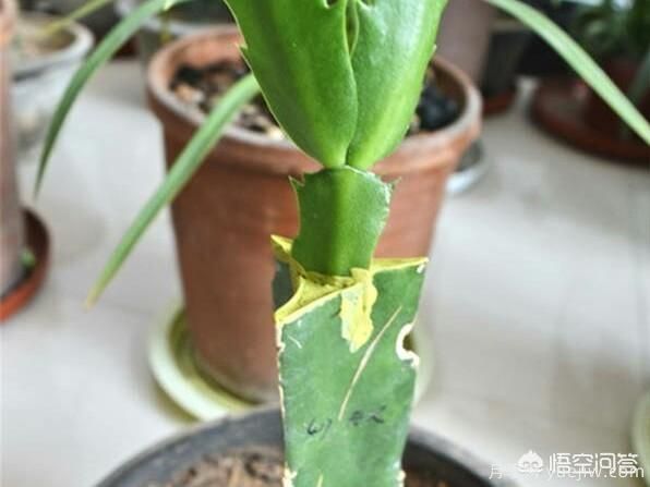 春季繁殖花卉苗木有哪幾種方法，如何來(lái)做你知道嗎？(圖4)