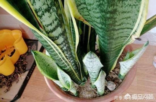 春季繁殖花卉苗木有哪幾種方法，如何來(lái)做你知道嗎？(圖5)