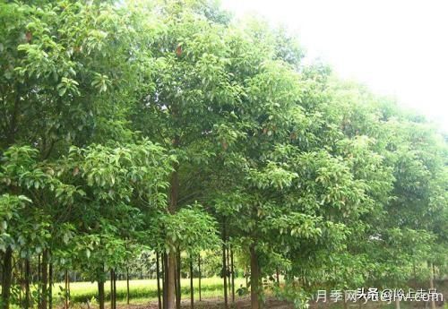 春季繁殖花卉苗木有哪幾種方法，如何來(lái)做你知道嗎？(圖8)