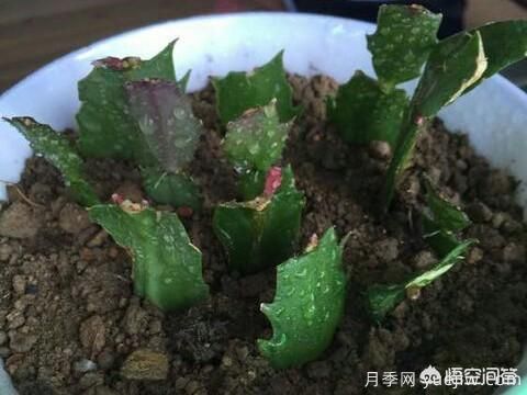 春季繁殖花卉苗木有哪幾種方法，如何來(lái)做你知道嗎？(圖7)