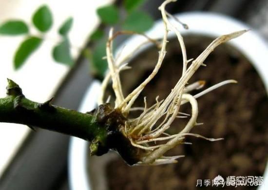 春季繁殖花卉苗木有哪幾種方法，如何來(lái)做你知道嗎？(圖6)