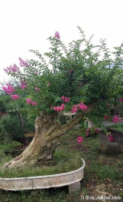 春季繁殖花卉苗木有哪幾種方法，如何來(lái)做你知道嗎？(圖9)