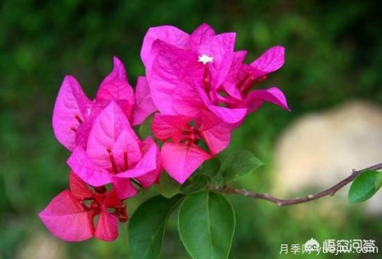 春季繁殖花卉苗木有哪幾種方法，如何來(lái)做你知道嗎？(圖1)
