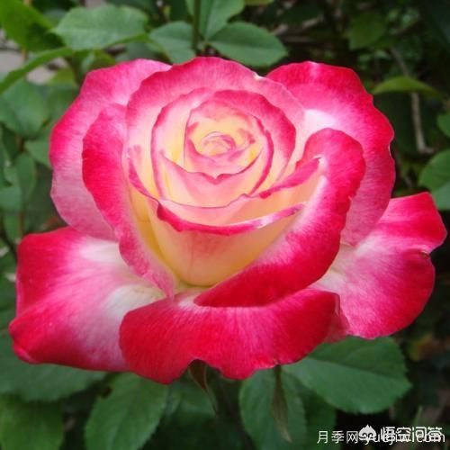***香的幾款月季品種是什么？ 什么品種的月季花(圖2)