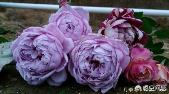***香的幾款月季品種是什么？ 什么品種的月季花(圖1)