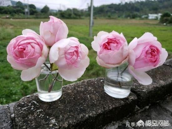 ***香的幾款月季品種是什么？ 什么品種的月季花(圖3)