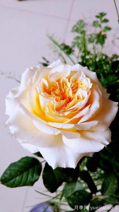 ***香的幾款月季品種是什么？ 什么品種的月季花(圖7)