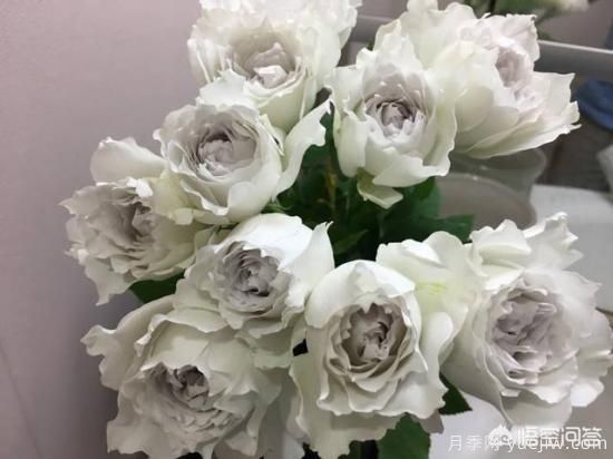 ***香的幾款月季品種是什么？ 什么品種的月季花(圖4)