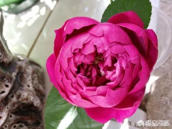 ***香的幾款月季品種是什么？ 什么品種的月季花(圖5)