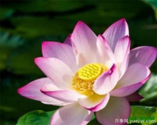家里千萬(wàn)不能養的6種花 家里養花禁忌(圖2)