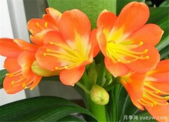 君子蘭什么時(shí)候開(kāi)花 君子蘭的花語(yǔ)和寓意象征(圖3)