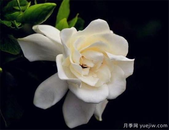 梔子花葉子發(fā)黃怎么辦 梔子花病蟲(chóng)害防治技巧(圖1)