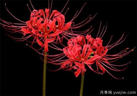 彼岸花幾月份開(kāi)放 彼岸花的花語(yǔ)寓意是什么(圖3)