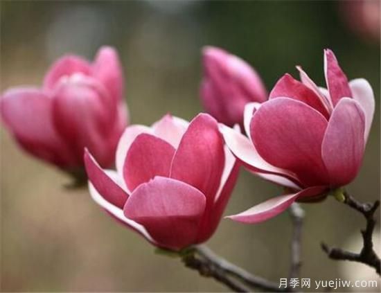 紫玉蘭幾月份開(kāi)花？南陽(yáng)紫玉蘭的花語(yǔ)和寓意(圖1)