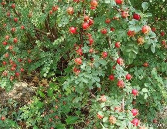 薔薇花結的果實(shí)有用嗎 野薔薇的果實(shí)可以吃嗎(圖3)