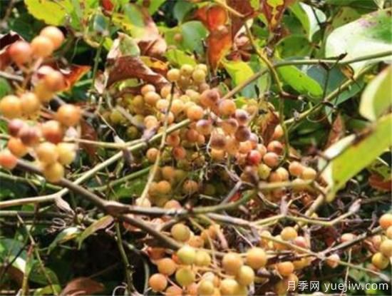 薔薇花結的果實(shí)有用嗎 野薔薇的果實(shí)可以吃嗎(圖1)