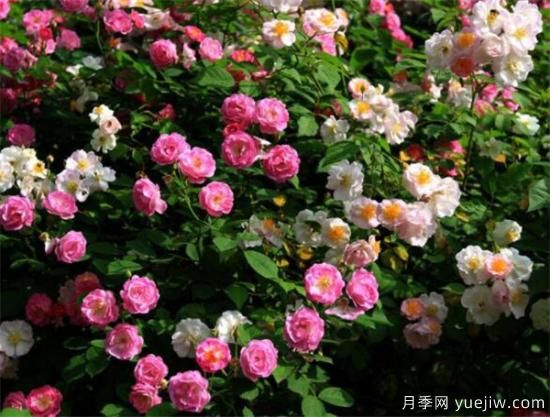 薔薇花什么時(shí)候開(kāi) 薔薇的花語(yǔ)和寓意象征(圖2)