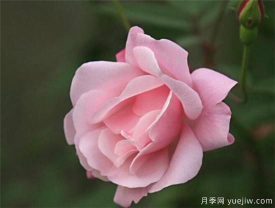 薔薇花什么時(shí)候開(kāi) 薔薇的花語(yǔ)和寓意象征(圖3)