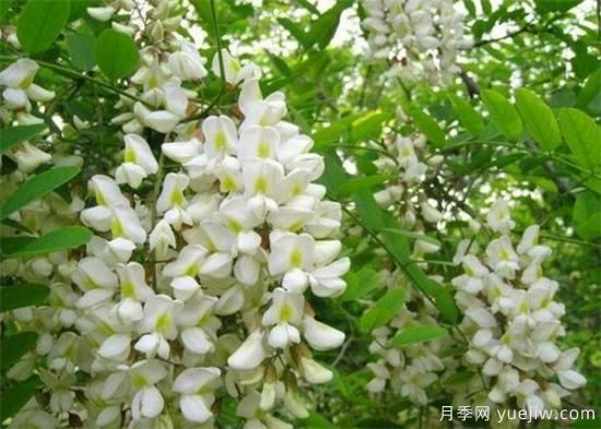 槐花是國槐開(kāi)的花嗎？能不能吃？(圖1)