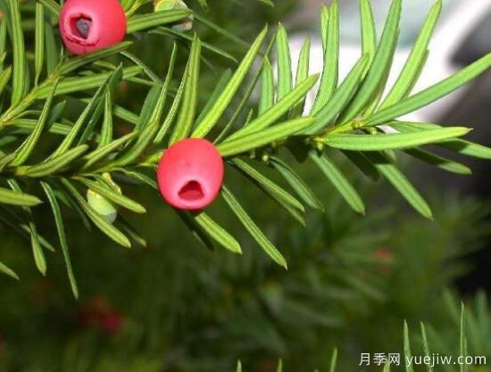 紅豆杉的花語(yǔ)是什么，紅豆杉代表著(zhù)高雅、思念之情(圖6)