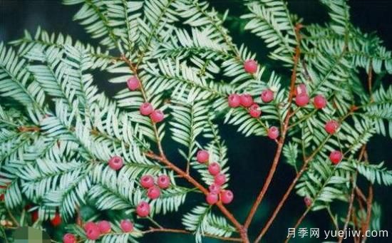 紅豆杉的花語(yǔ)是什么，紅豆杉代表著(zhù)高雅、思念之情(圖5)