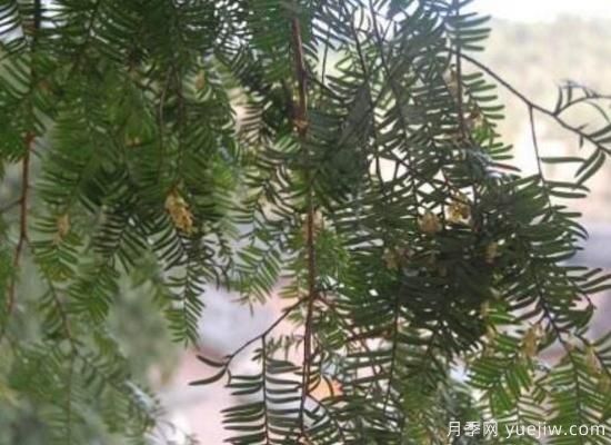 紅豆杉的花語(yǔ)是什么，紅豆杉代表著(zhù)高雅、思念之情(圖2)