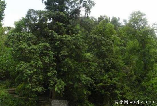 紅豆杉的花語(yǔ)是什么，紅豆杉代表著(zhù)高雅、思念之情(圖1)