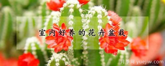 室內好養的花卉盆栽(圖1)