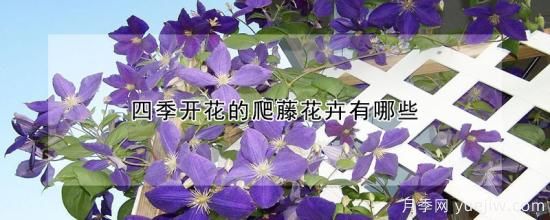 四季開(kāi)花的爬藤花卉有哪些(圖1)