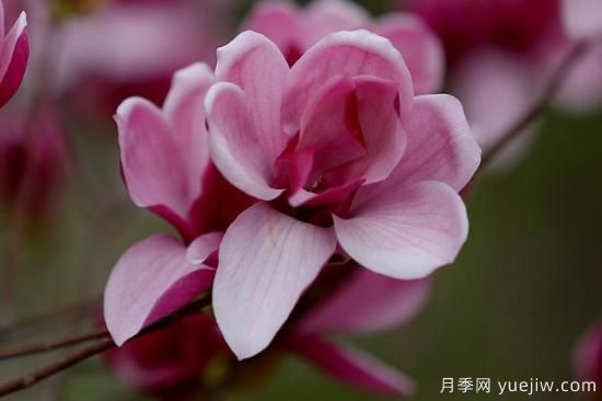 玉蘭花哪個(gè)季節開(kāi)放(圖2)