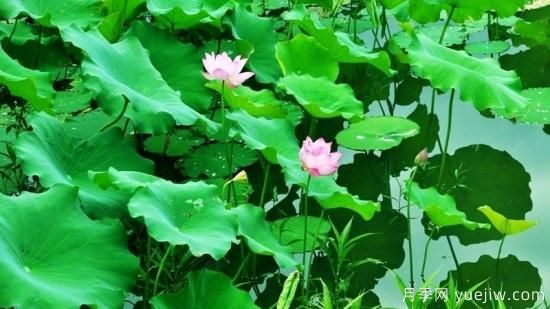 夏天開(kāi)的花有哪些(圖1)