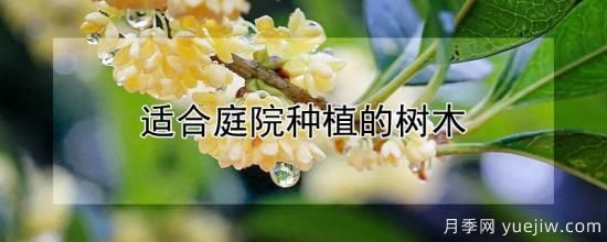 適合庭院種植的樹(shù)木(圖1)