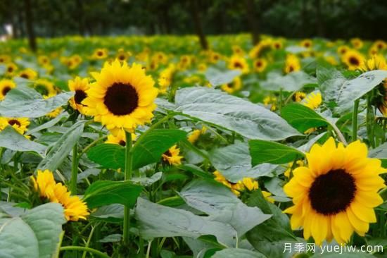 夏天開(kāi)的花有哪些(圖2)