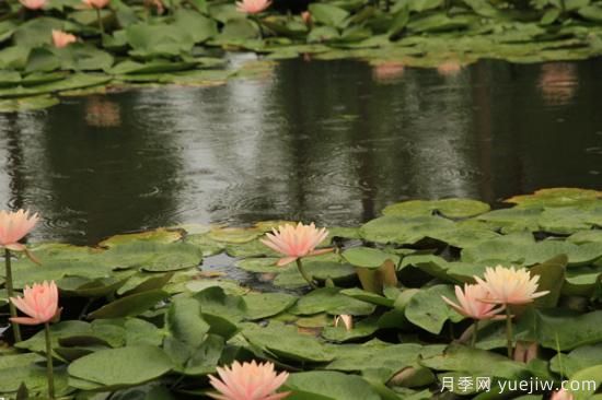 夏天開(kāi)的花有哪些(圖3)