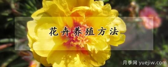 花卉養殖方法(圖1)