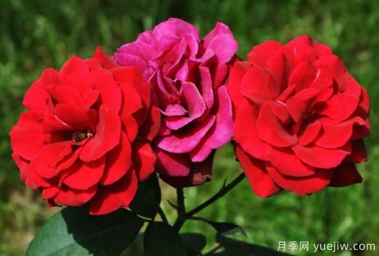 月季花花語(yǔ)大全，不同顏色的月季有著(zhù)不同的寓意(圖1)