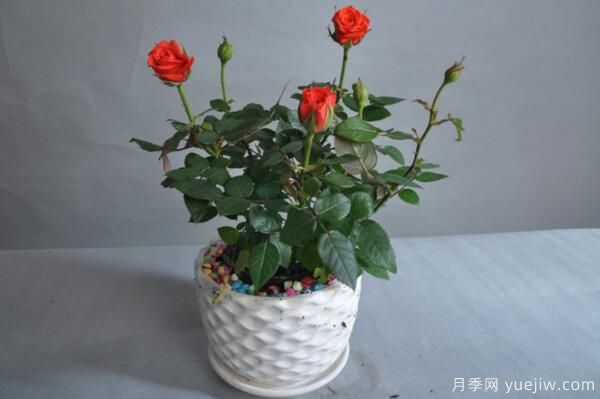 月季花品類(lèi)大全，月季花的5大品種(圖6)