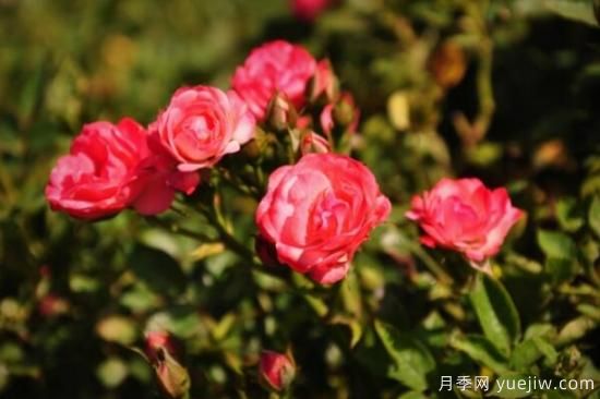 月季花品類(lèi)大全，月季花的5大品種(圖4)