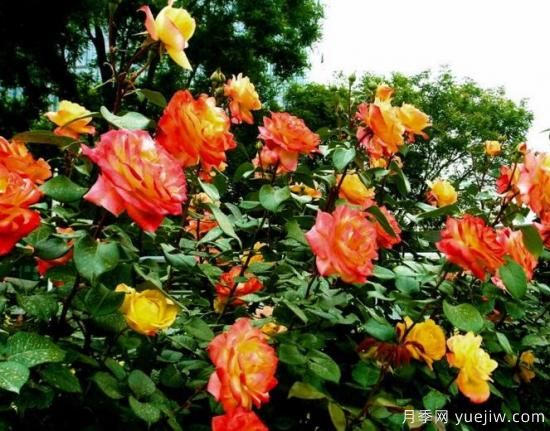 月季花花語(yǔ)大全，不同顏色的月季有著(zhù)不同的寓意(圖3)