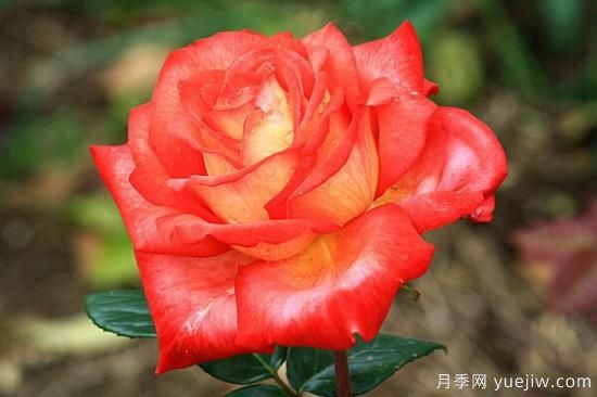 月季花品類(lèi)大全，月季花的5大品種(圖5)
