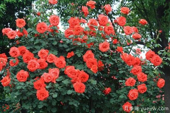 月季花品類(lèi)大全，月季花的5大品種(圖1)